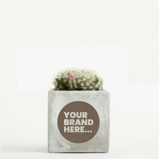 Cactus in Marble Concrete Pot