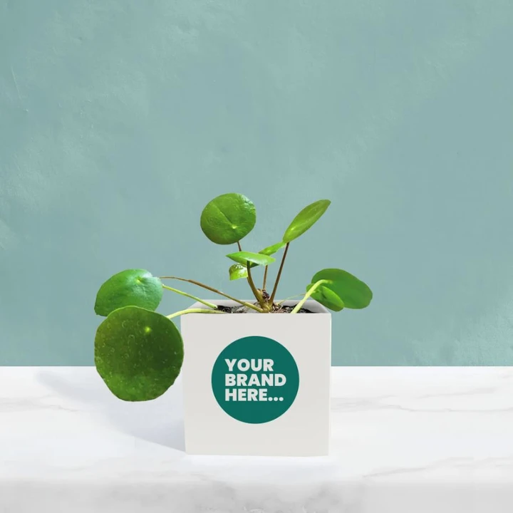 Money Plant in White Aluminium Pot