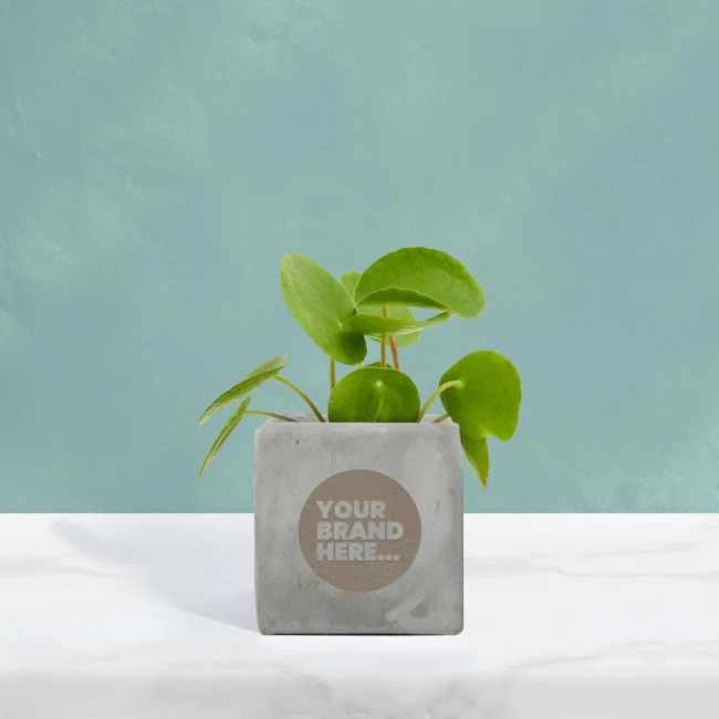 Money Plant in Grey Concrete Pot