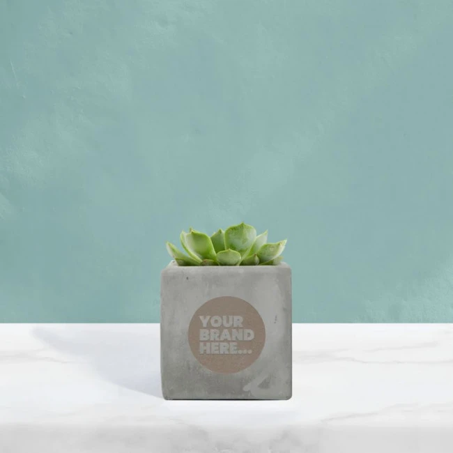 Succulent in Grey Concrete Pot
