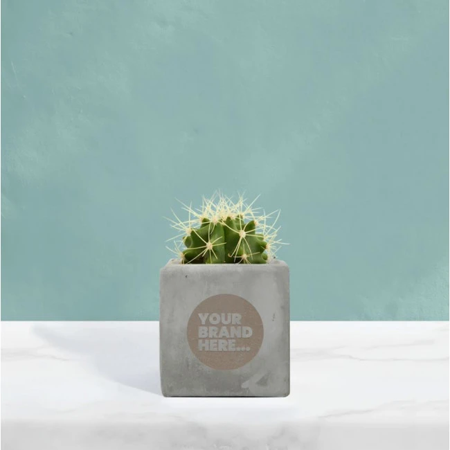 Cactus in Grey Concrete Pot