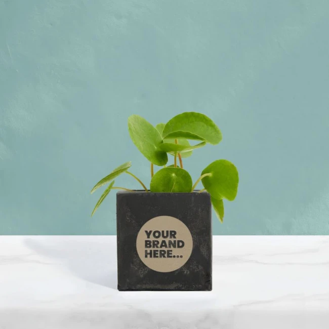 Money Plant in Black Concrete Pot