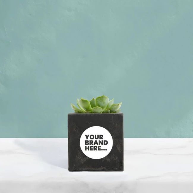 Succulent in Black Concrete Pot