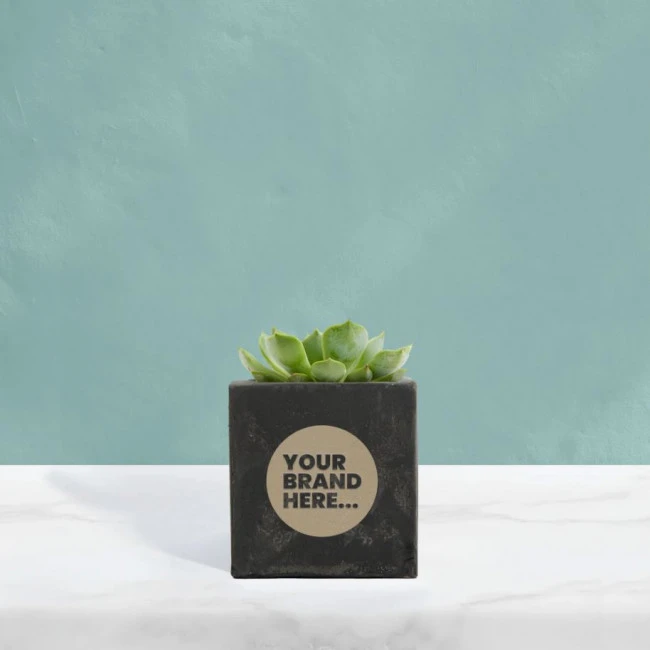 Succulent in Black Concrete Pot