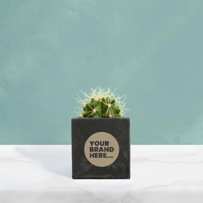 Cactus in Black Concrete Pot