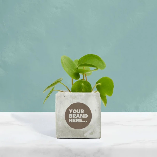 Money Plant in Marble Concrete Pot