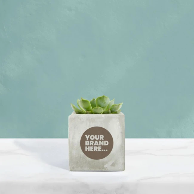 Succulent in Marble Concrete Pot