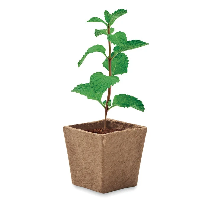 Mint Seeds Growing Kit    