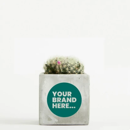 Cactus in Marble Concrete Pot