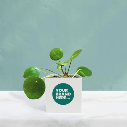 Money Plant in White Aluminium Pot