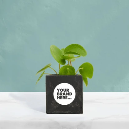 Money Plant in Black Concrete Pot