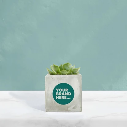 Succulent in Marble Concrete Pot